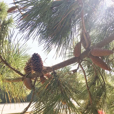 Wot Pinhalmar Soul Hotel 3*